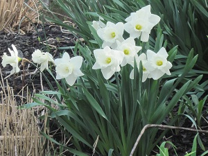All white daffodils
